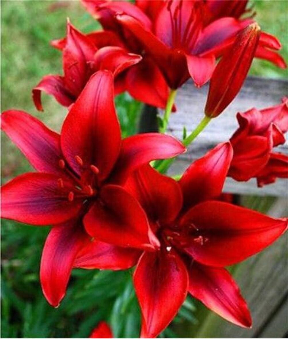 20 SEEDS for Deep Red LILY RARE flower exotic bloom home garden plant USA Seller gallery