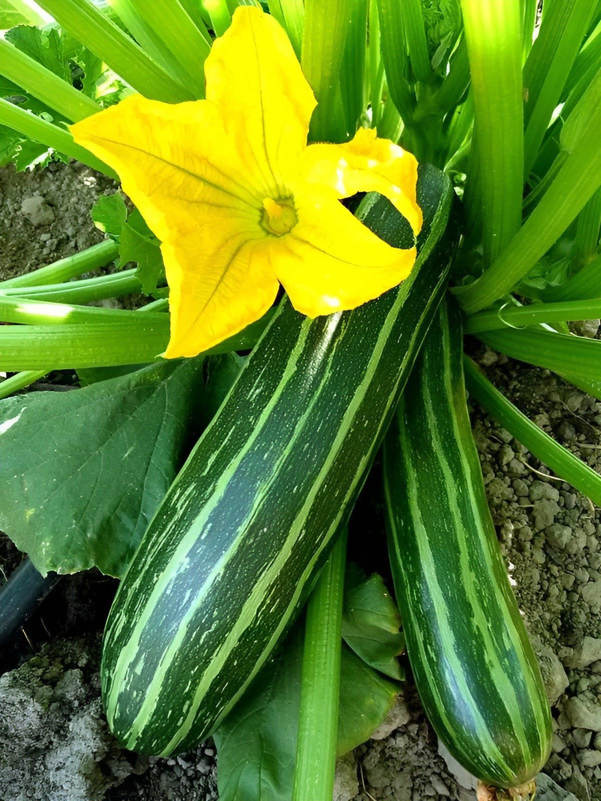 40 Heirloom Cocozelle Zucchini Seeds – Organic, High-Yielding Fast Growing!!! gallery