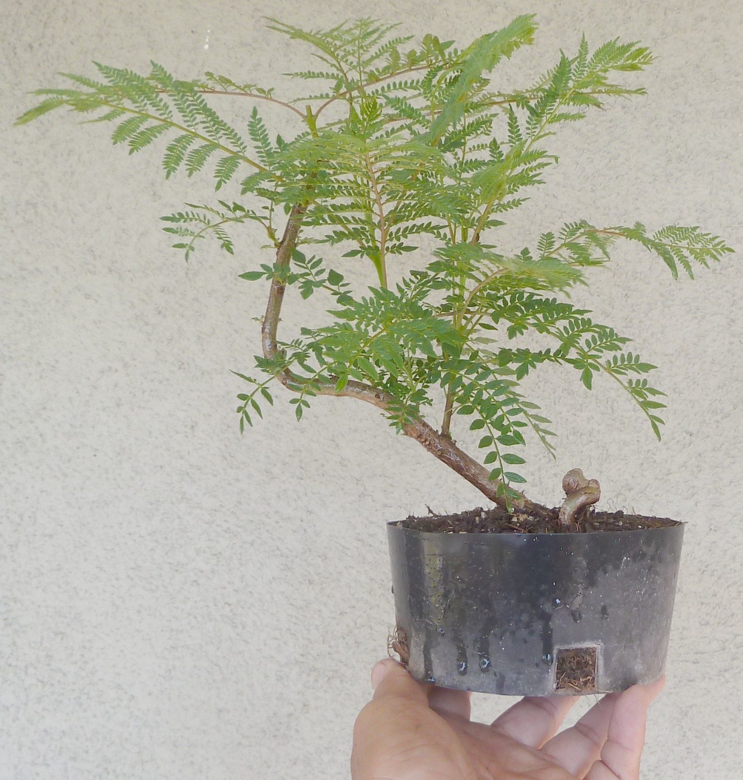 Bonsai Blue Jacaranda Pre Bonsai Dwarf Shohin Nice Truck Purple Flowers gallery