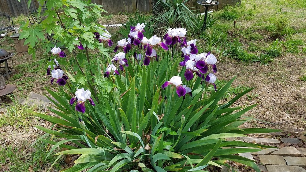 50x MIXED VARIETIES/COLORS BEARDED IRIS Bulbs/Rhizomes FRESH