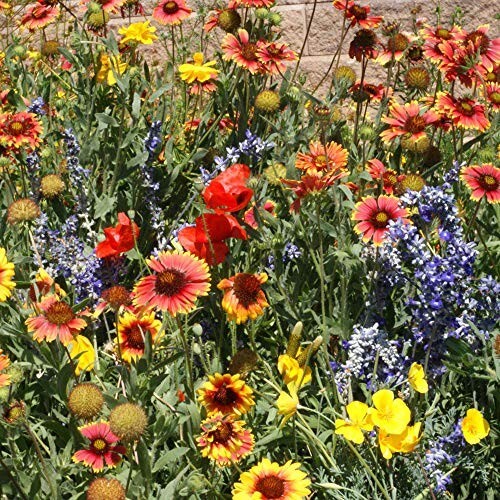 500+ Wildflower Mix Seeds - DROUGHT RESISTANT - 25 Species - Dry Area - Non-GMO gallery