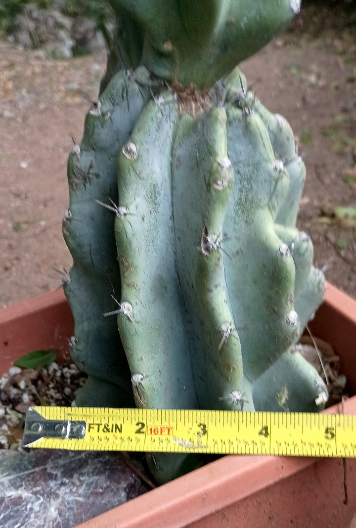 Cereus Peruvianus 'Peruvian Apple' 14" x 5" Thick Mature Blue Cactus gallery