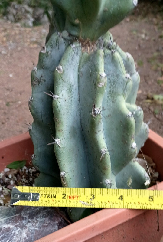 Cereus Peruvianus 'Peruvian Apple' 14" x 5" Thick Mature Blue Cactus gallery