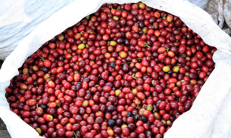 TANZANIA PEABERRY COFFEE BEANS MEDIUM ROASTED 2 OR 5 POUNDS IN 1 POUND BAGS gallery