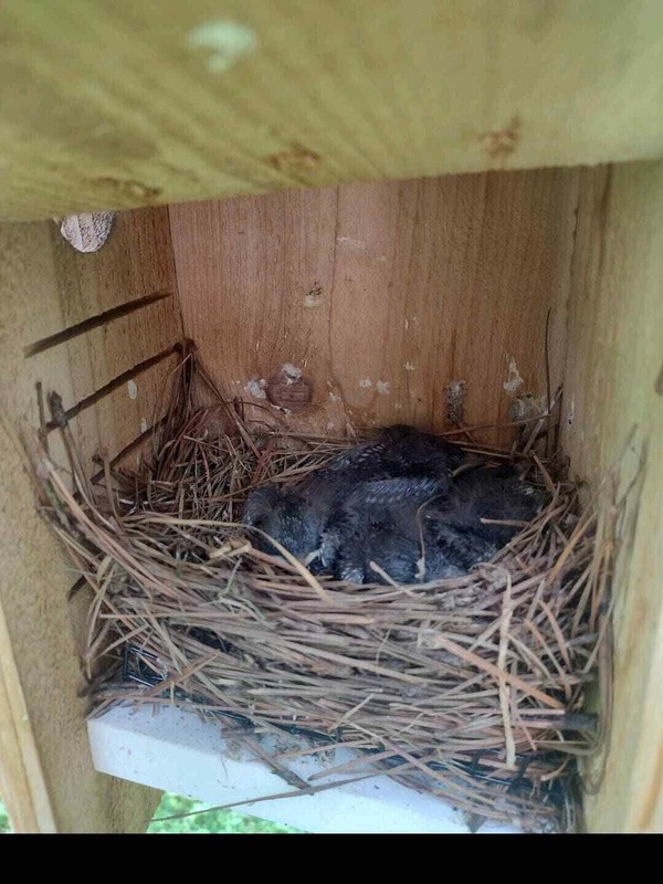 Hoverman Bluebird House | Cedar | Insulated | Predator Guard | Weatherproof gallery
