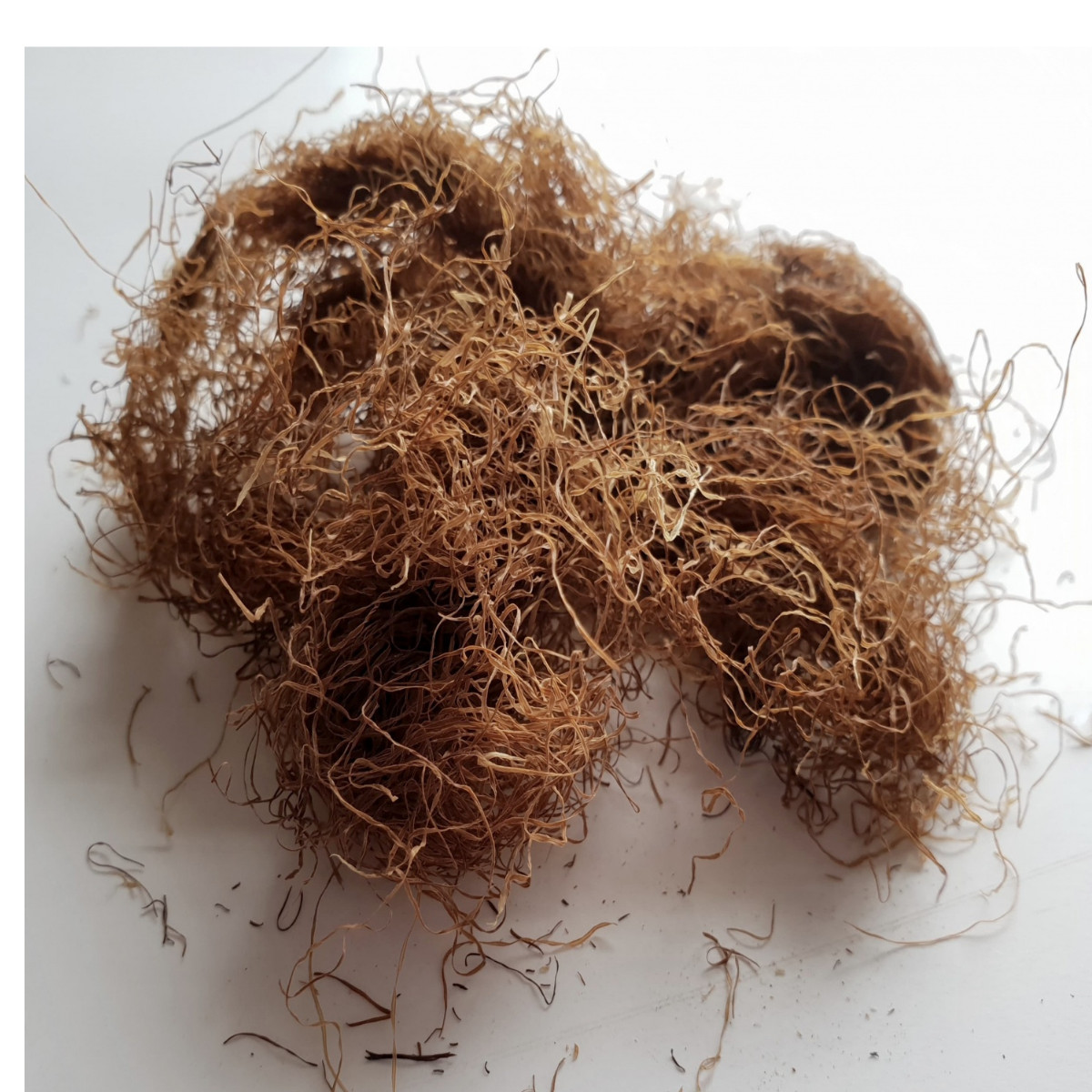 Corn Silk - 4 oz - Barba de Elote Herb Tea - Corn Silk - Maize - Yu Mi Xu gallery