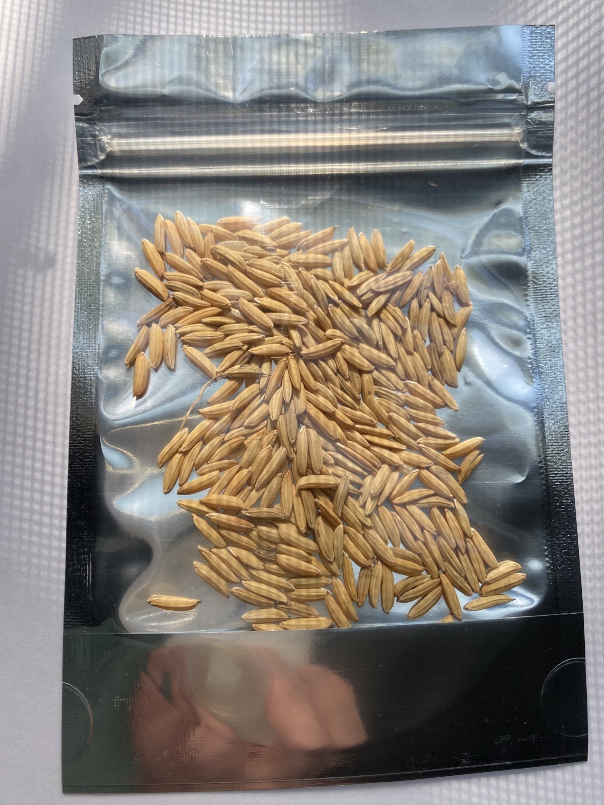 200+ Long Grain White Rice Seeds for Planting - USA SELLER! gallery