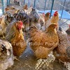 English Crele Opringtons Hatching Eggs 14 NPIP gallery