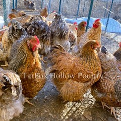 English Crele Opringtons Hatching Eggs 14 NPIP