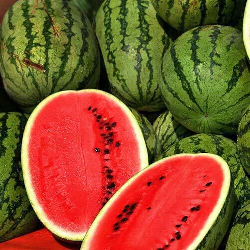 Jubilee Improved Watermelon Seeds | Heirloom / Non-GMO | Free Shipping | 1040 gallery