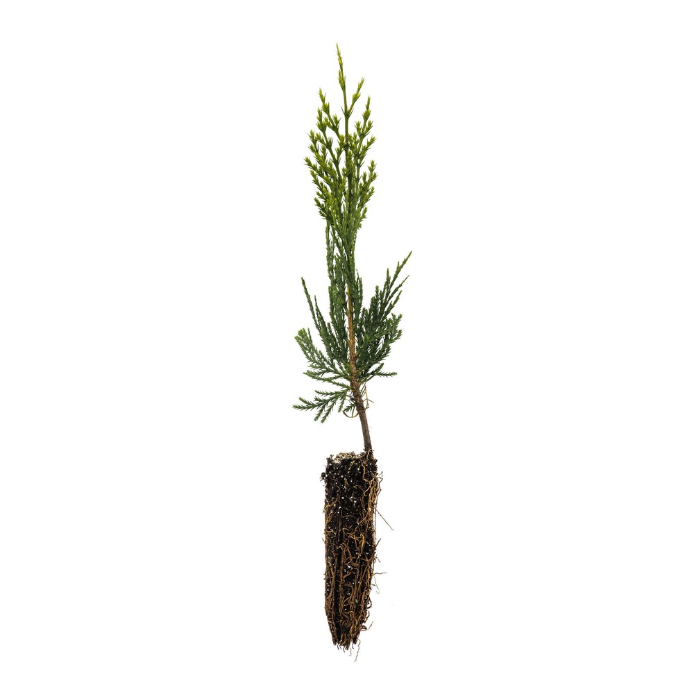 Incense Cedar | Small Tree Seedling | The Jonsteen Company