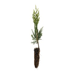 Incense Cedar | Small Tree Seedling | The Jonsteen Company