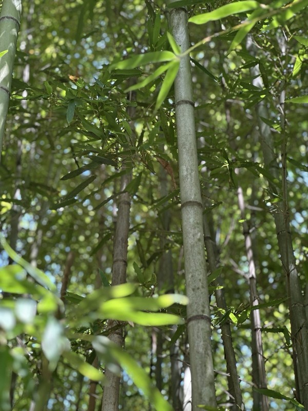 Live Bamboo Rhizome 4 Roots Plants Phyllostachys Aurea Fast Ship On Or Next Day gallery