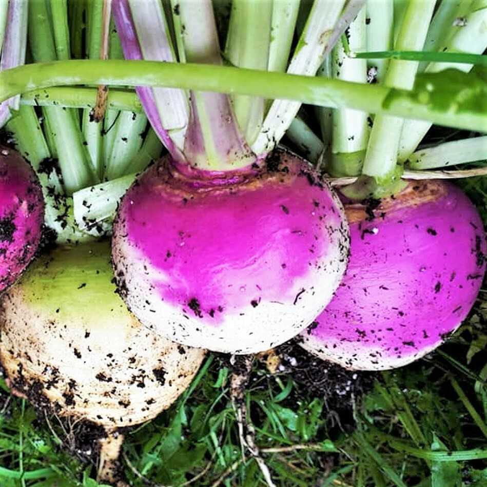 Purple Top Turnip Seeds |American White Rutabaga Cover Crop Vegetable Seed 2024 gallery