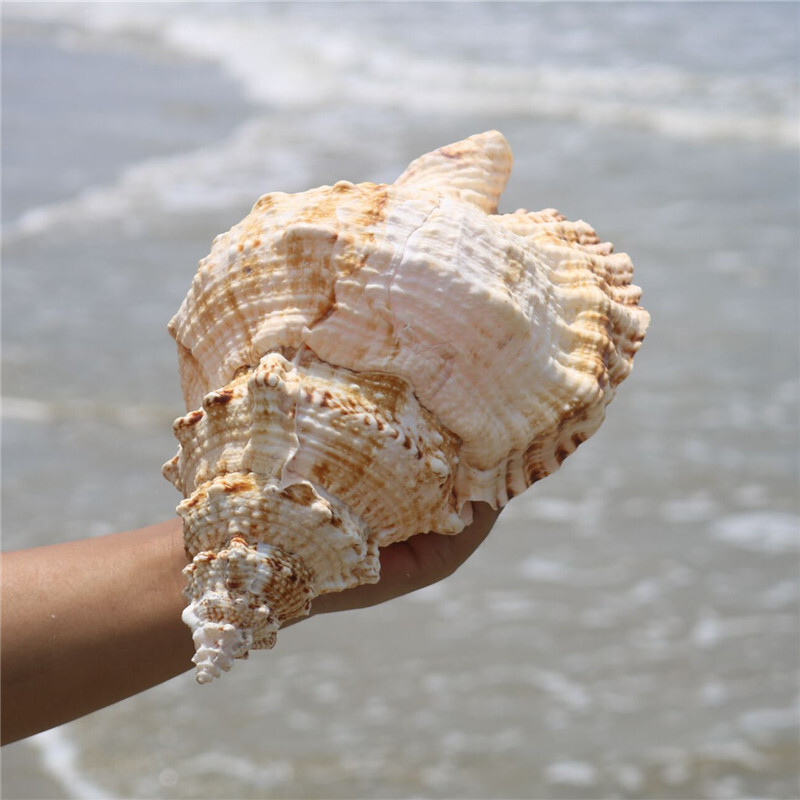 Natural Tutufa Rubeta Conch Shells Coral Sea Snail Fish Tank Home Ornament Decor gallery