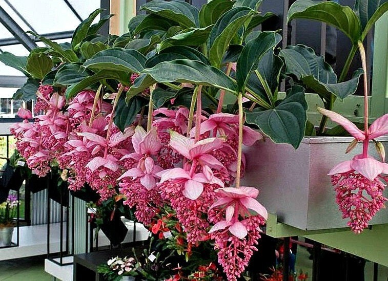 Royal CHANDALIER Magnifica Medinilla Plant~Live Well Rooted STARTER Plant~RARE gallery