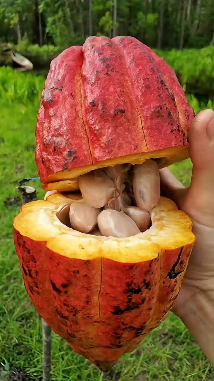 2x Trinitario Cacao Plants – Well-Rooted | Beyond Organic gallery