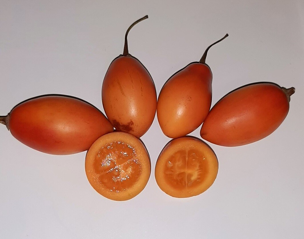 Cyphomandra betacea - Tamarillo Tree Tomato 60(seeds) seeds Tree Tomato gallery