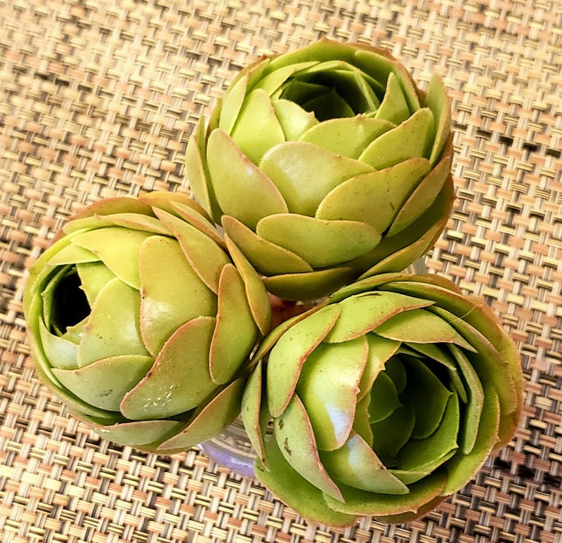 2 x AEONIUM SPP CUTTING - LOOKS LIKE A ROSE BUD - 2" (= 5 CM) diameter gallery