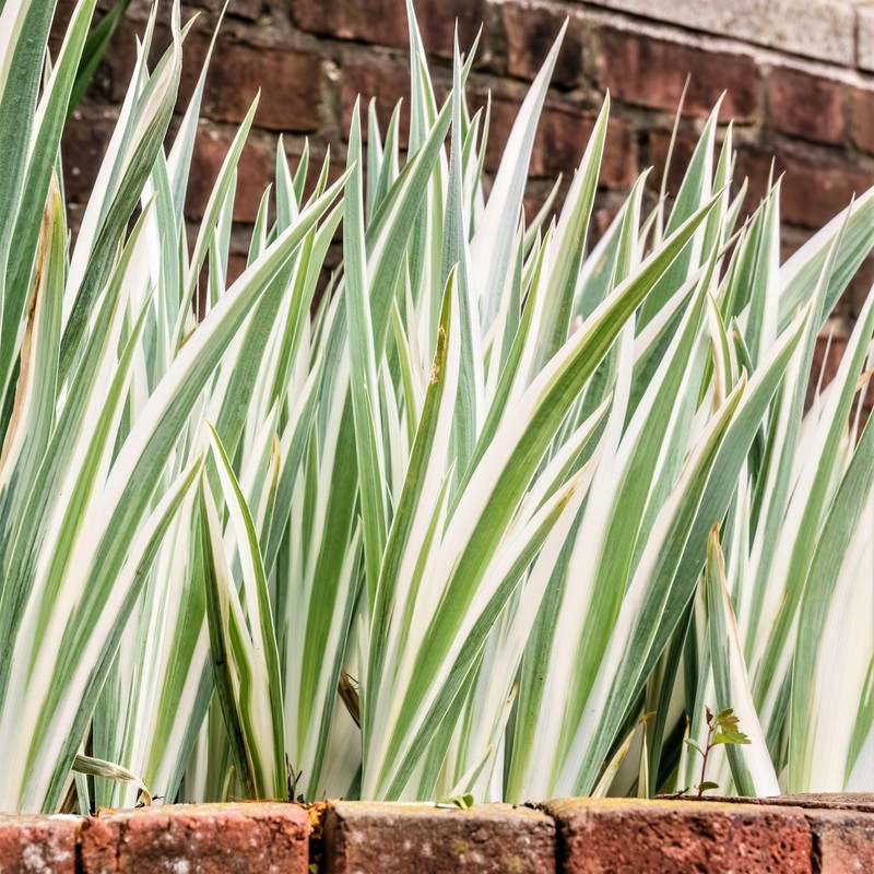 Iris Pallida Variegata White 1 Potted Plant Rooted in Quart Pot, Easy to Grow gallery