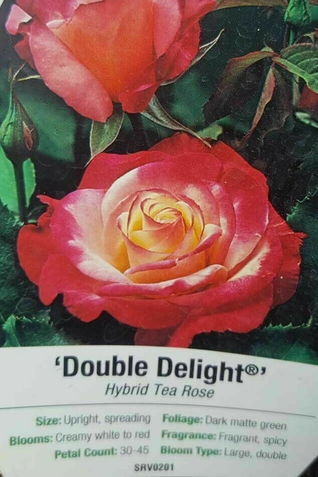 Double Delight Rose 2 Gal. Red White Live Bush Plants Hybrid Tea Plant Roses gallery