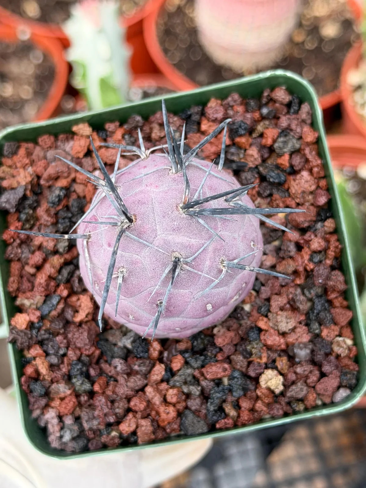 Tephrocactus Geometricus Diablo Black Spines Rare Succulent Live Cactus gallery
