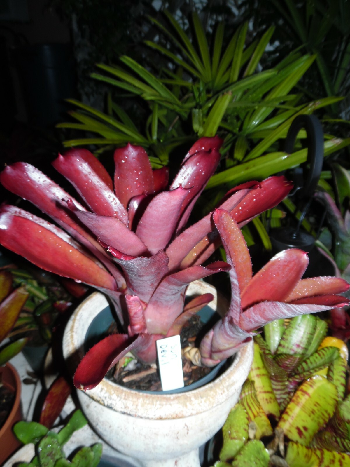 Neoregelia SUN DEVIL Bromeliad one tropical plant *MEDIUM* gallery