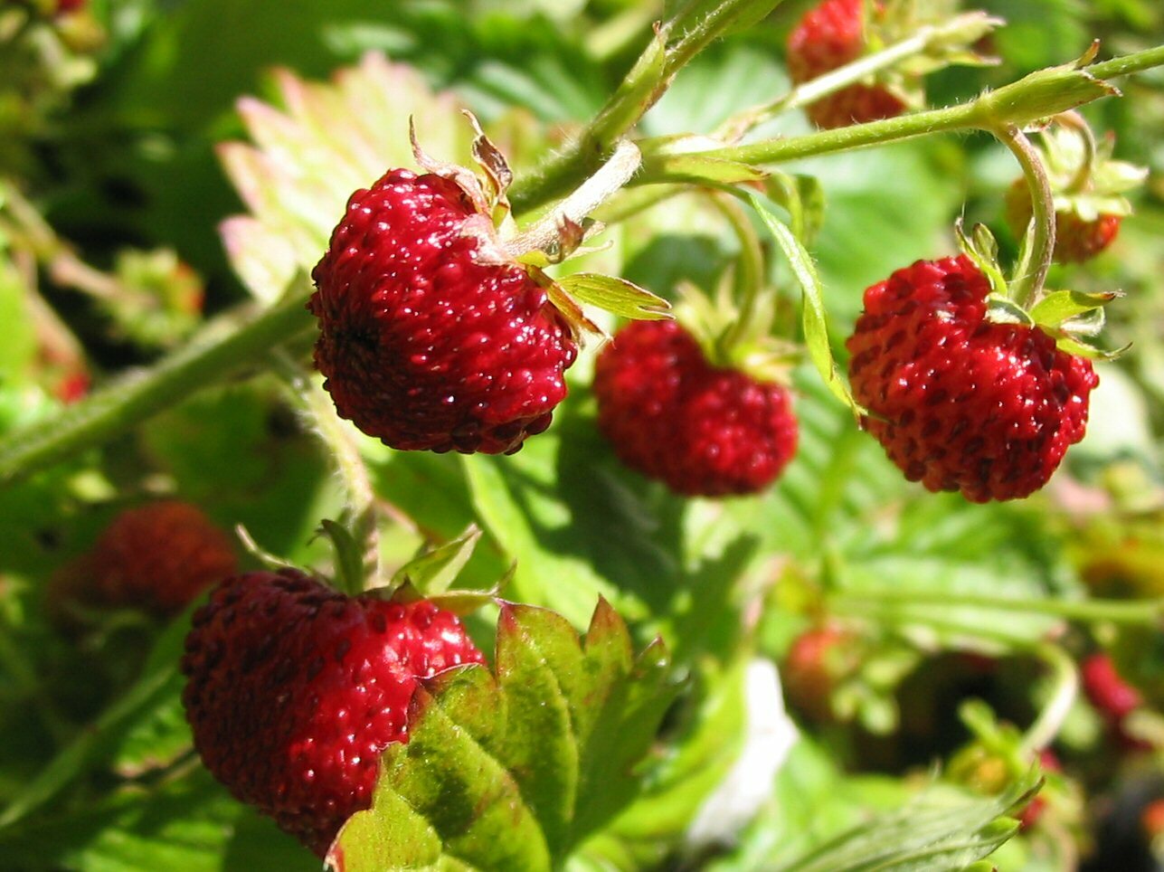 Alpine Strawberry Fragaria Vesca fast growing 100+ seeds Free Shipping! gallery