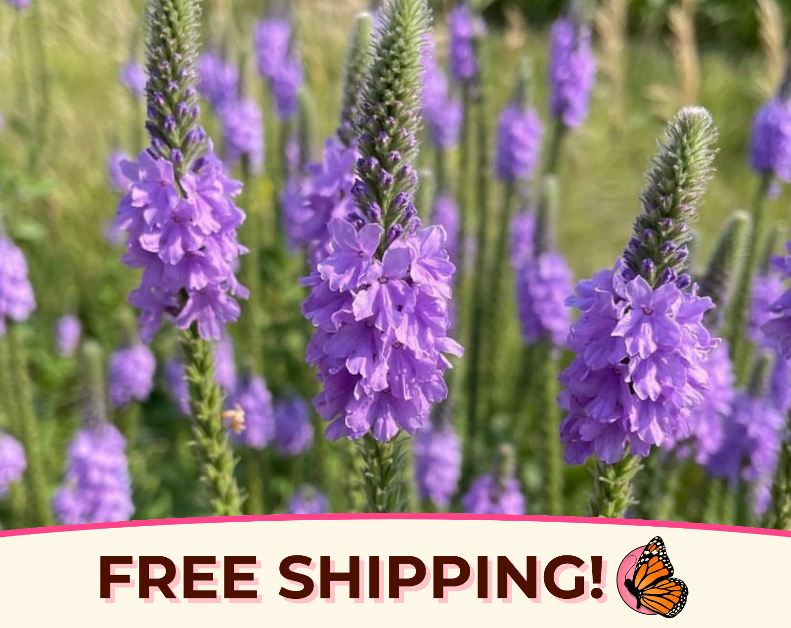975+ Verbena 'Hoary' Seeds | Flower Gardening, Wildflower Perennial Plant Seed gallery