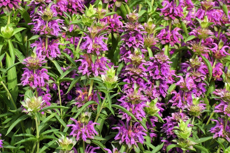 2000 BEE BALM Lemon MINT Monarda Citriodora Herb Purple Flower Seeds gallery