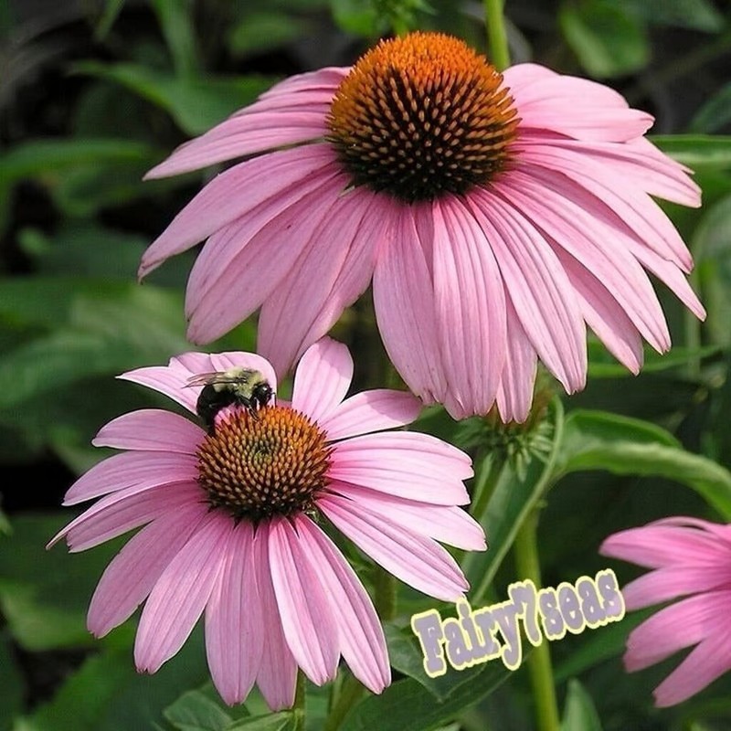 Echinacea Seeds -Echinacea Purpurea - Pink-Lavender, Purple Coneflower gallery