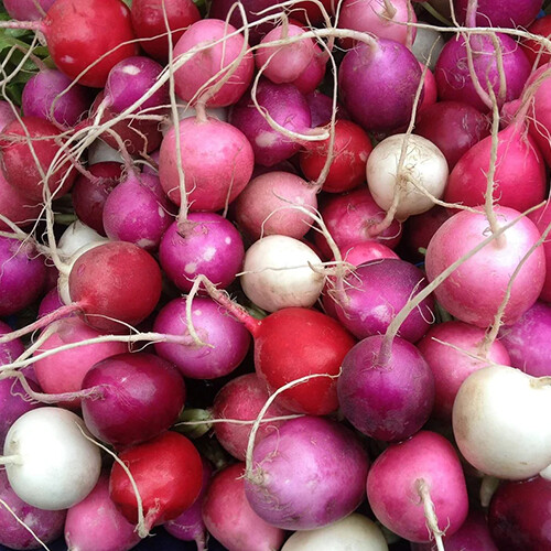 Easter Egg Radish Seeds | Heirloom / Non-GMO | Free Shipping | Seed Store | 1093 gallery