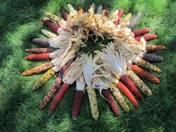 500+ Indian Corn Seeds - Heirloom - NON GMO - FRESH gallery