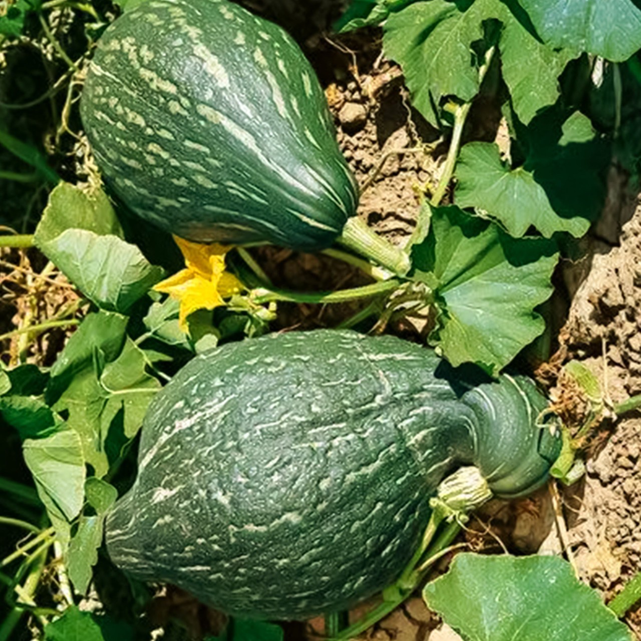 10 Hubbard True Green Improved Winter Squash Heirloom Seed. gallery