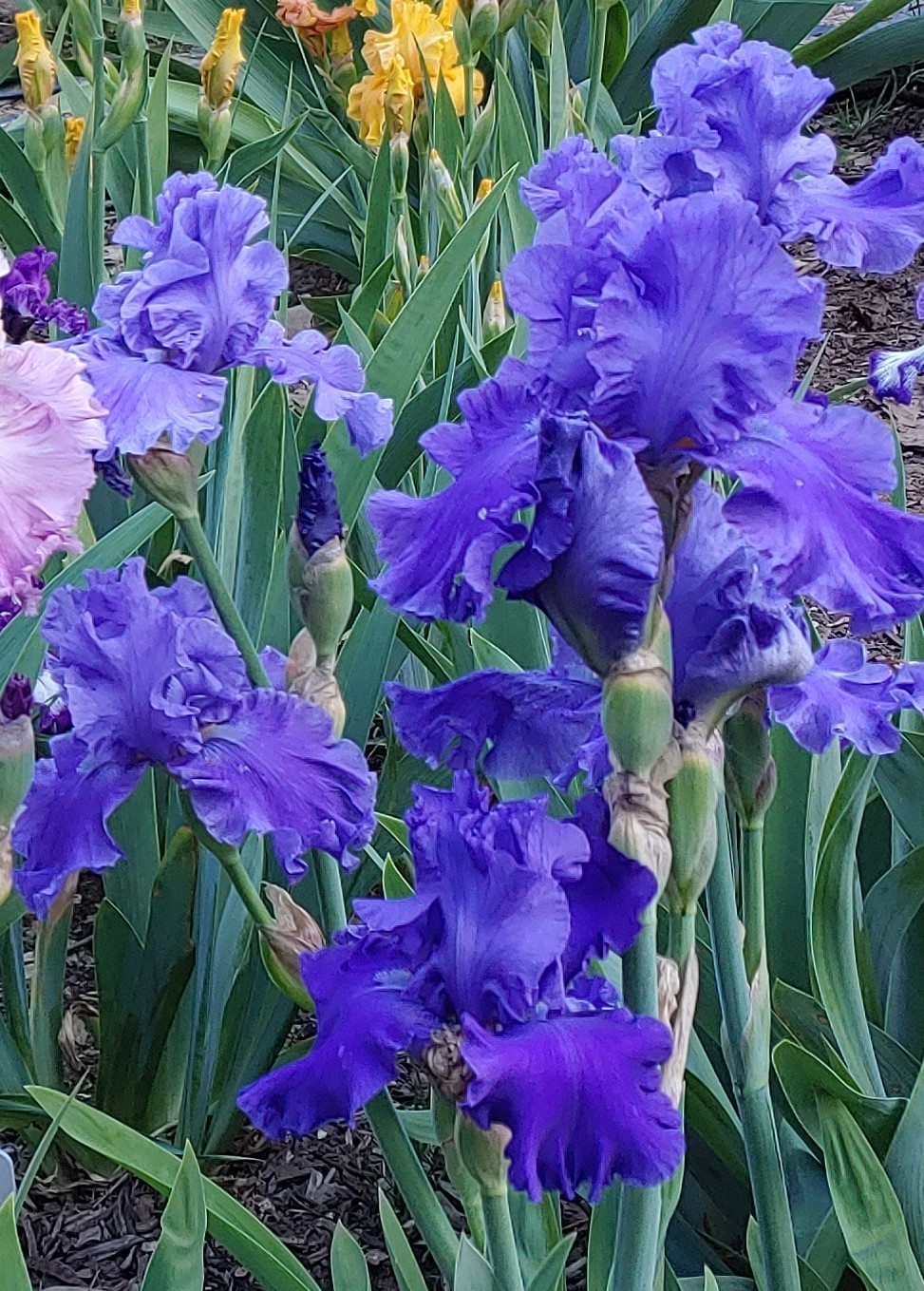 'Pledge Allegiance' TB Bearded Iris Rhizome PRE-SALE to Ship Aug/Sept gallery