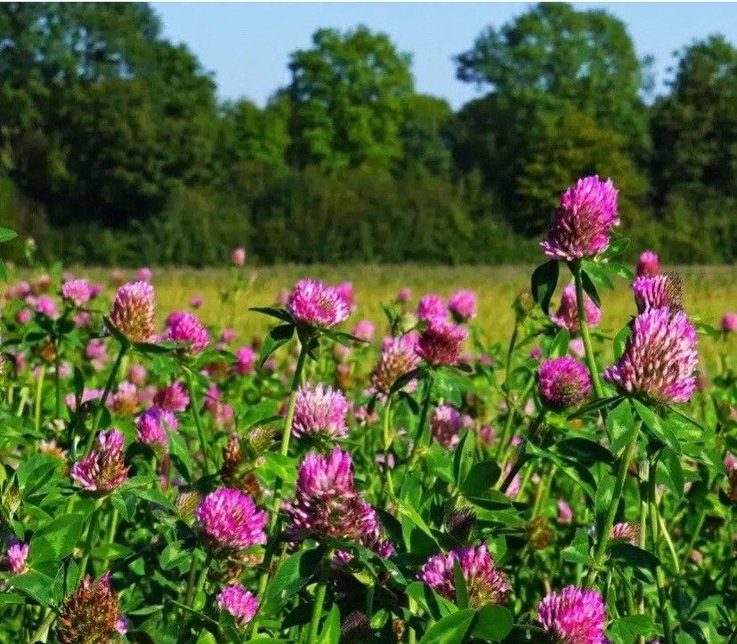 1000+ Mammoth Red Clover Seeds (Trifolium pratense) -Flower Legumes Pollinator gallery