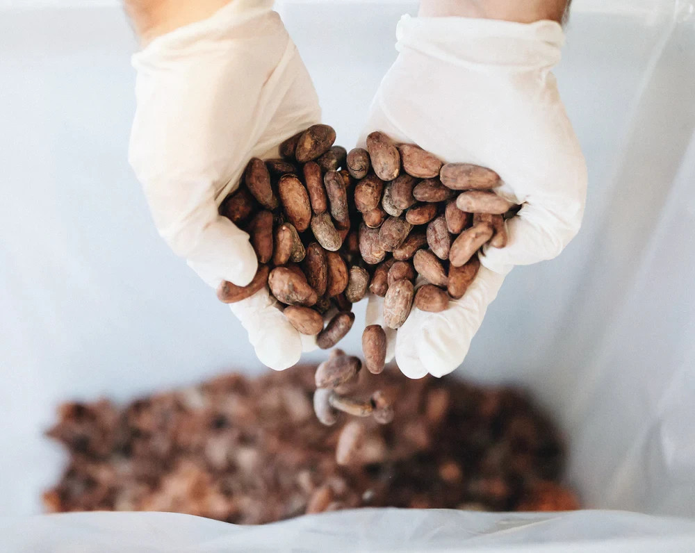 cacao seed gallery
