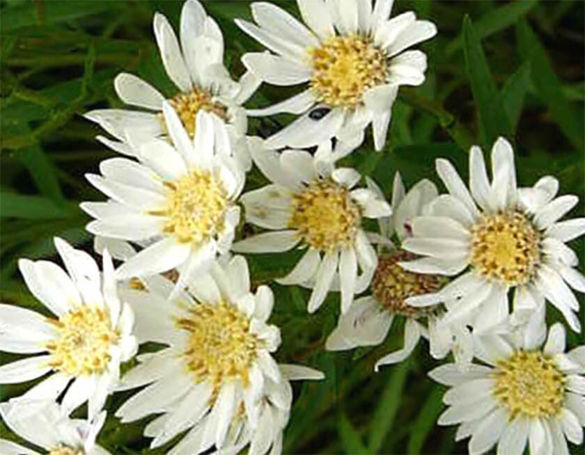 ASTER, WHITE UPLAND Perennial Xeriscape Full Sun Fall Blooms Non-GMO 200 Seeds gallery