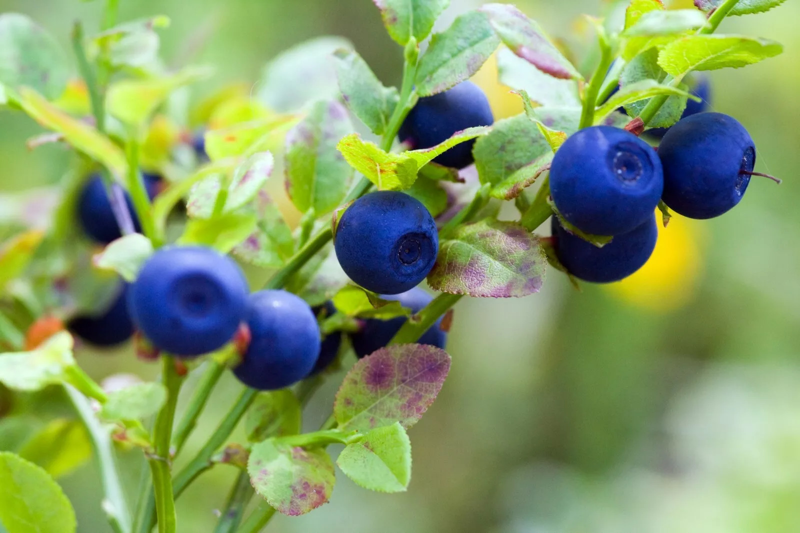 BILBERRY DWARF SHRUB {Vaccinium myrtillus} 30+seeds USA gallery