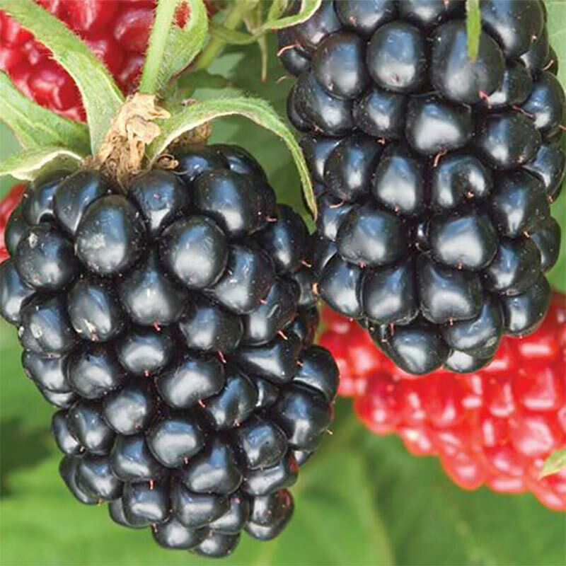 Thornless Apache Blackberry Seeds Triple Crown Giant FREE USA SHIPPING Sz:10-100 gallery