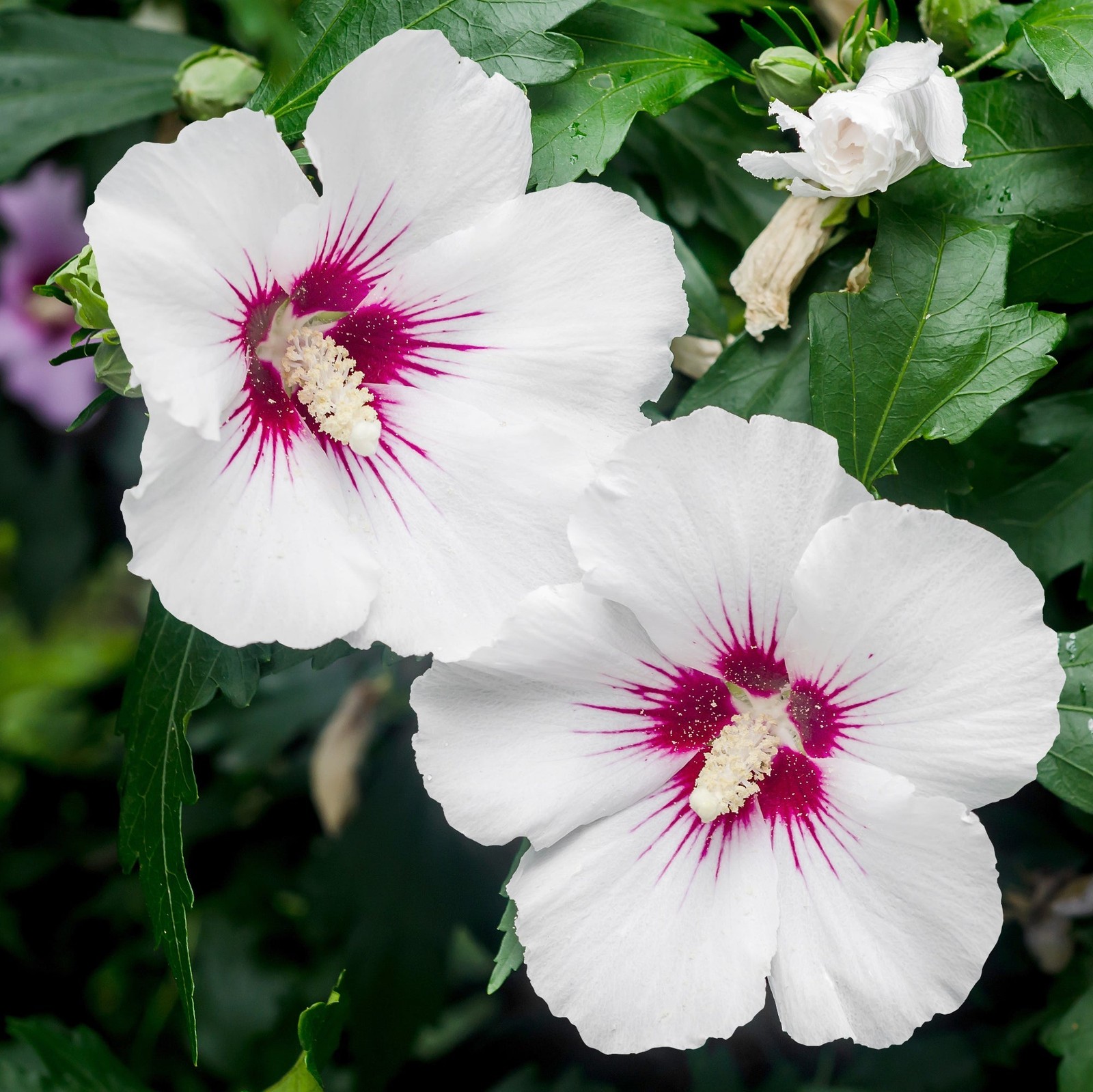 Hibiscus First Editions Bali 1 Potted Plant - Rooted in Quart Pot, Easy to Grow gallery