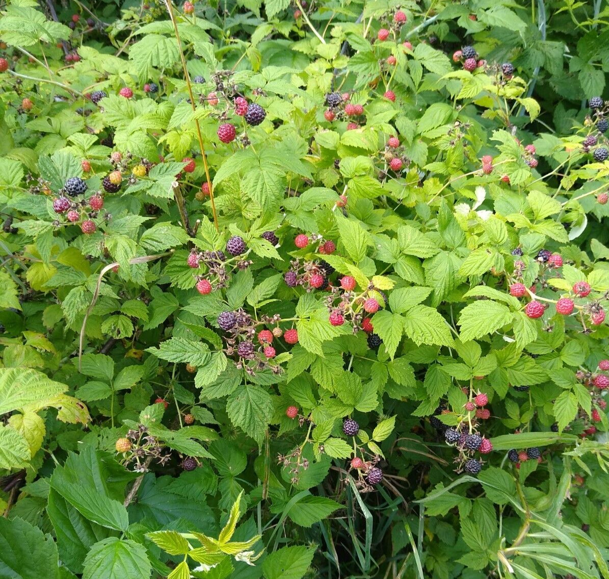 ORGANIC BLACK RASPBERRY 250+ Seeds, Fresh, Made in USA gallery