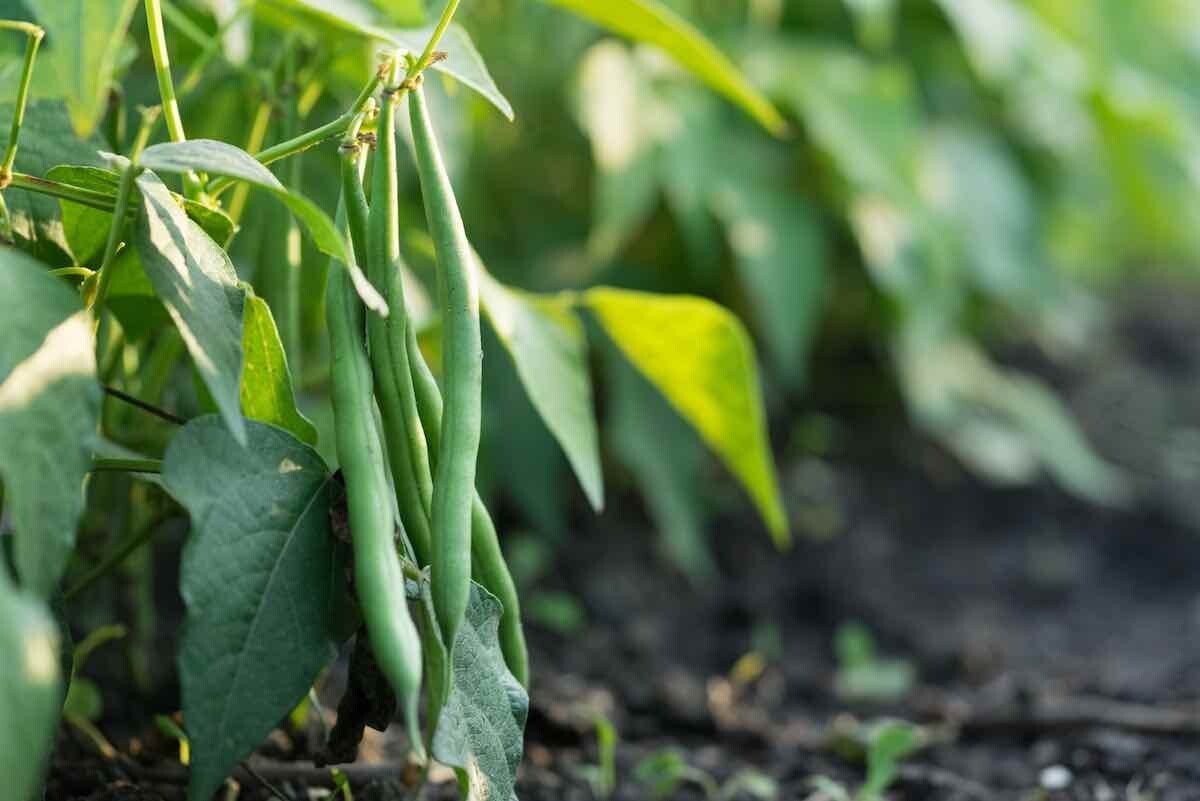 Jade Bush Green Bean Seeds, Stringless Variety, Non-GMO Ships Free gallery