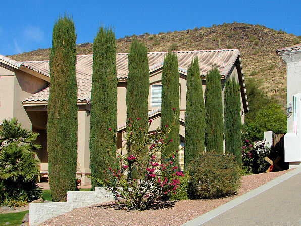 Italian Cypress Narrow Columnar, Cupressus sempervirens stricta (Fast Evergreen) gallery