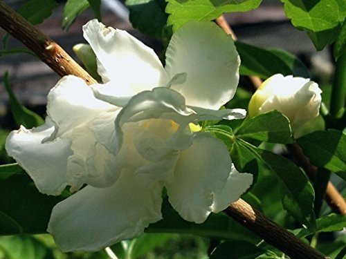 FLORIDA GARDENIA Crepe Crape Jasmine Live Plant Fragrant Double White Flower gallery