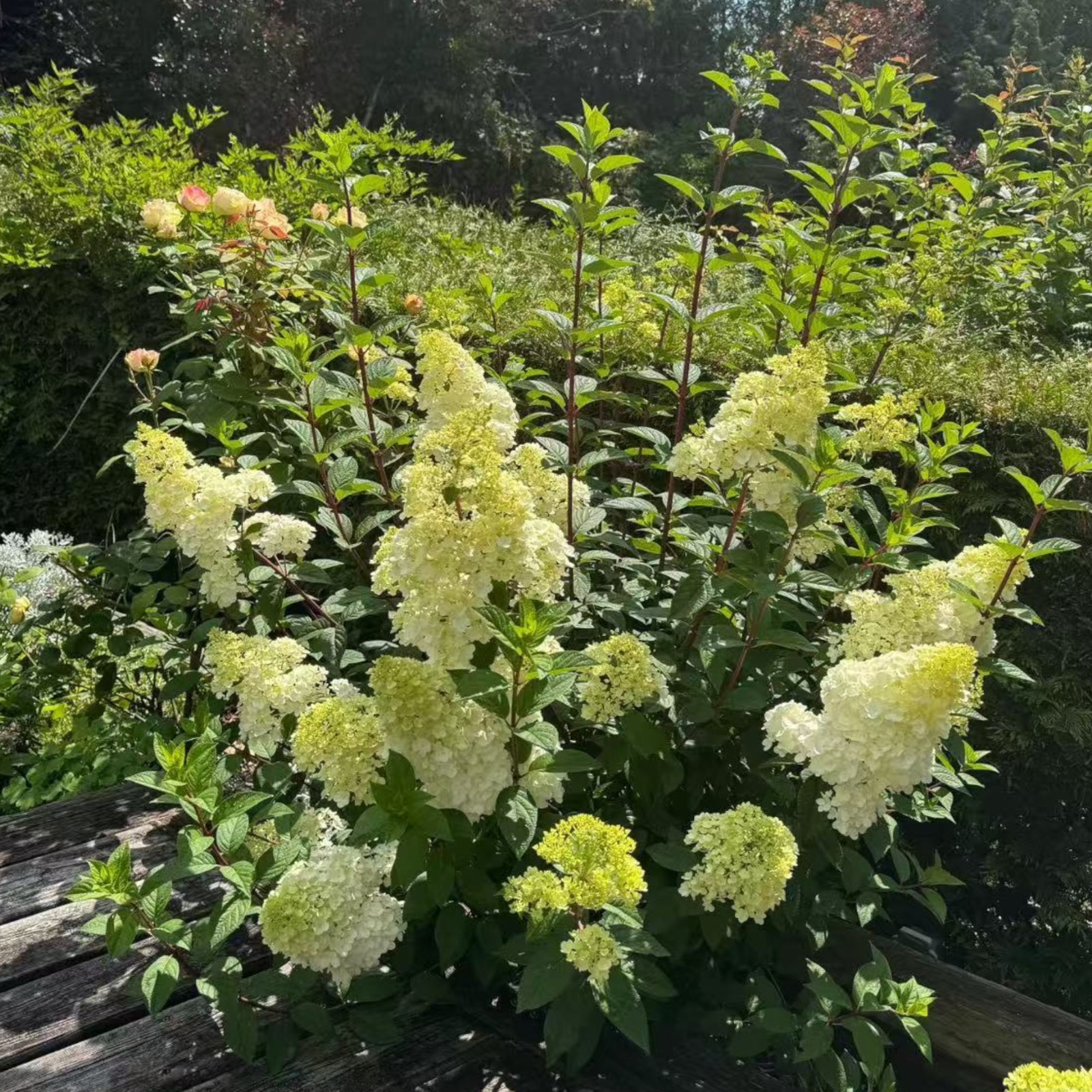 50 Strawberry Hydrangea Tree Seeds – Pink & White Cone Blooms, Heirloom Flower gallery