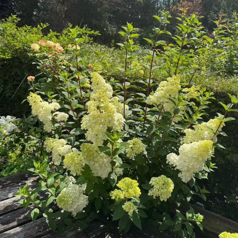 50 Strawberry Hydrangea Tree Seeds – Pink & White Cone Blooms, Heirloom Flower gallery
