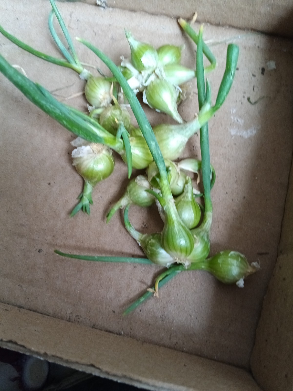 25 Egyptian walking onion Topsets Bulbs gallery