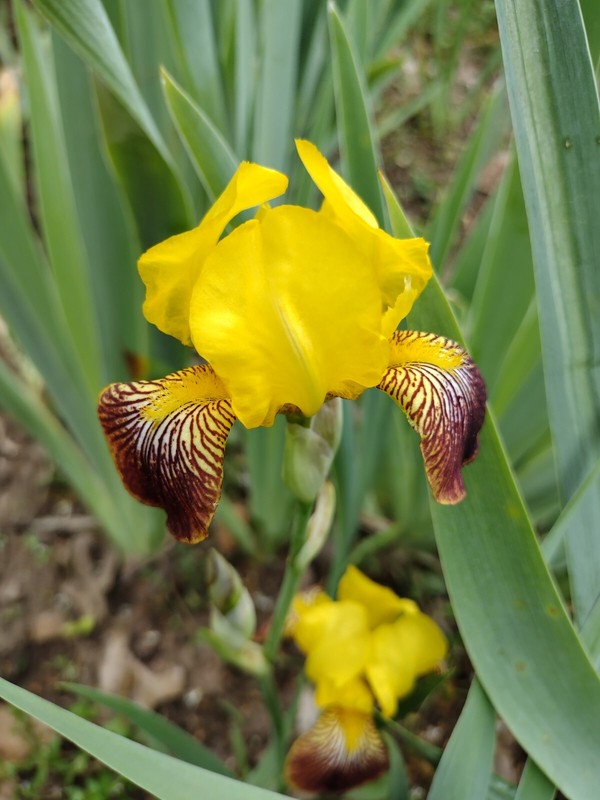 15 Iris Fresh Bearded Iris Rhizomes Mixed Varieties gallery