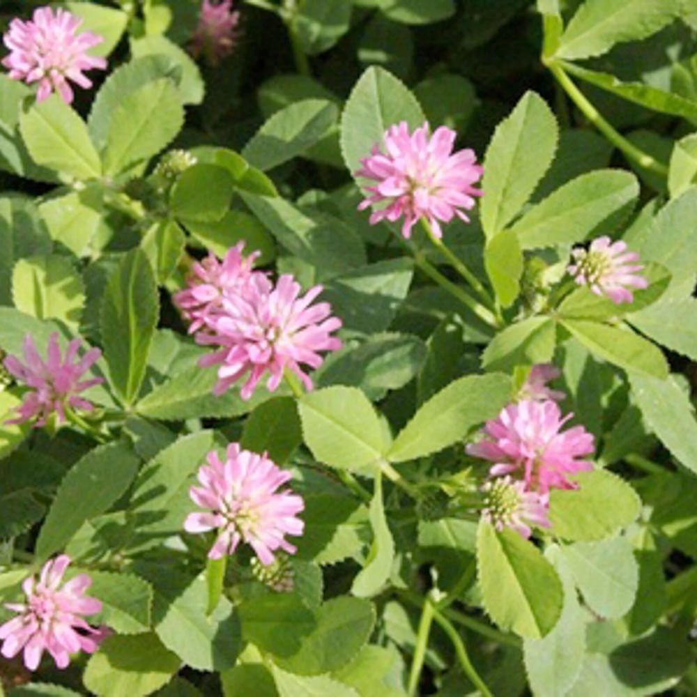 Persian Clover Seed